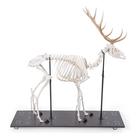Rothirschskelett (Cervus elaphus), m, artikuliert, 1021010 [T30047M], Tiermodelle (Small)