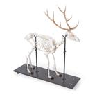 Rothirschskelett (Cervus elaphus), m, artikuliert, 1021010 [T30047M], Tiermodelle (Small)