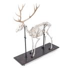 Rothirschskelett (Cervus elaphus), m, artikuliert, 1021010 [T30047M], Tiermodelle (Small)