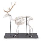 Rothirschskelett (Cervus elaphus), m, artikuliert, 1021010 [T30047M], Tiermodelle (Small)