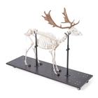 Damhirschskelett (Dama dama), m, artikuliert, 1021016 [T30048M], Tiermodelle (Small)
