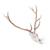 Cráneo de ciervo rojo (Cervus elaphus), m, 1021014 [T30050m], Ganado (Small)