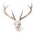 Red Deer skull (Cervus elaphus), male, 1021014 [T30050m], Farm Animals (Small)
