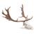 Fallow Deer skull (Dama dama), male, 1021020 [T30051m], 소목 (Small)