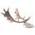 Fallow Deer skull (Dama dama), male, 1021020 [T30051m], 偶蹄动物 (Small)