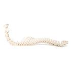 Horse (Equus ferus caballus), spinal column, flexibly mounted, 1021048 [T30056], osteoloji