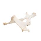 Caballo (Equus ferus caballus), pelvis, 1021056 [T30060], Osteología