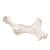Caballo (Equus ferus caballus), pelvis, 1021056 [T30060], Osteología (Small)