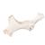 Caballo (Equus ferus caballus), pelvis, 1021056 [T30060], Osteología (Small)