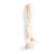 Perro (Canis lupus familiaris), columna vertebral, montaje flexible, 1021057 [T30061], Osteología (Small)