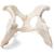Perro (Canis lupus familiaris), pelvis, 1021062 [T30065], Osteología (Small)