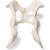 Dog (Canis lupus familiaris), pelvis, 1021062 [T30065], osteoloji (Small)