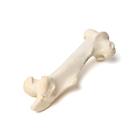 Бедренная кость млекопитающего, 1021065 [T30066], Кости и скелеты животных