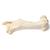 Бедренная кость млекопитающего, 1021065 [T30066], Кости и скелеты животных (Small)