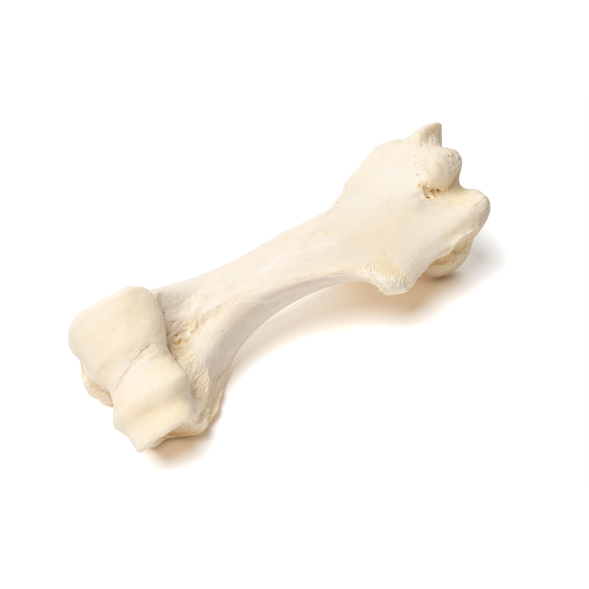 Плечевая кость млекопитающего - 1021066 - T30067 - Кости и скелеты животных  - 3B Scientific