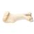 Huesos de cuartos delanteros de mamíferos, 1021066 [T30067], Osteología (Small)