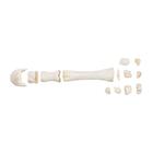 Huesos del metacarpo de caballo, 1021067 [T30068], Osteología