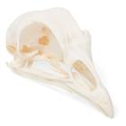 Cranio di pollo (Gallus gallus domesticus), preparato, 1020968 [T30070], uccelli