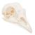 Cráneo de gallina (Gallus gallus domesticus), preparado, 1020968 [T30070], Ornitología (aves) (Small)