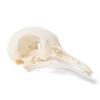 Crâne de pigeon (Columba livia domestica), modèle prêparê, 1020984 [T30071], Oiseaux