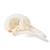 Crâne de pigeon (Columba livia domestica), modèle prêparê, 1020984 [T30071], Oiseaux (Small)