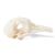 Pigeon Skull (Columba livia domestica), Specimen, 1020984 [T30071], Birds (Small)