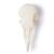 Cráneo de paloma (Columba livia domestica), preparado, 1020984 [T30071], Ornitología (aves) (Small)