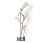 Vorder- und Hinterbeine des Pferdes (Equus ferus caballus), Präparat, 1021052 [T30073], Osteologie