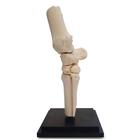 Pferd Karpalgelenk, 12 Teile, 1023393 [T30074], Tiermodelle (Small)