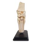 Horse carpal joint, 12 parts, 1023393 [T30074], Animal Models (Small)