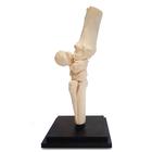 Pferd Karpalgelenk, 12 Teile, 1023393 [T30074], Tiermodelle (Small)