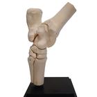 Pferd Tarsalgelenk, 10 Teile, 1023394 [T30075], Tiermodelle (Small)
