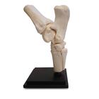 Pferd Tarsalgelenk, 10 Teile, 1023394 [T30075], Tiermodelle (Small)