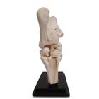 Pferd Tarsalgelenk, 10 Teile, 1023394 [T30075], Tiermodelle (Small)