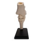 Pferd Tarsalgelenk, 10 Teile, 1023394 [T30075], Tiermodelle (Small)