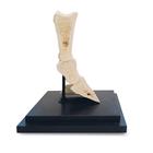 Horse pastern, longitudinal section, 1023395 [T30076], Animal Models (Small)