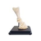 Horse pastern, longitudinal section, 1023395 [T30076], Animal Models (Small)