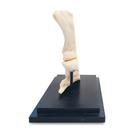 Pferd Fessel, L&auml;ngsschnitt, 1023395 [T30076], Tiermodelle (Small)