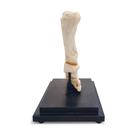 Horse pastern, longitudinal section, 1023395 [T30076], Animal Models (Small)