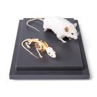 Мышь и скелет мыши (Mus musculus) под стеклянным колпаком, препарат, 1021039 [T310011], Скелеты маленьких животных