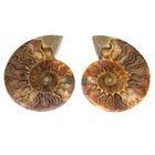 Ammonite (Cleoniceras), 2 moitiês, surface polie, 1021538 [U750101], Fossiles