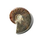 Ammonite (Cleoniceras), semi-polished, 1018511 [U75015], Fossils