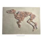 Petit cheval prêhistorique, (Propalaeotherium messelense), rêplique, 1021242 [U75040], Fossiles