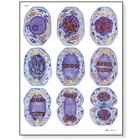 Mitosis STICKYchart™ 
, V12049S, Meiosis and Mitosis
