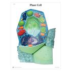The Plant Cell STICKYchart™, V1R05S, Anatomical Charts