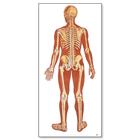 El Esqueleto Humana, con ligamentos posterior, 1000012 [V2002M], Sistema Esquelético