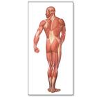 人体肌肉挂图，背面, 1001153 [V2005M], 肌肉