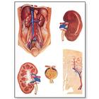 Анатомический плакат "Почки человека", 4006523 [V2013U], Плакаты по метаболической системе