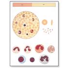 The Blood I Chart, Composition, 1001183 [V2031M], Anatomical Charts