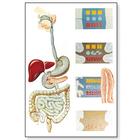 The Digestive System Chart, 4006542 [V2043U], Digestive System